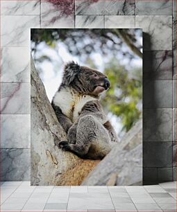 Πίνακας, Koala on a Tree Κοάλα σε ένα δέντρο