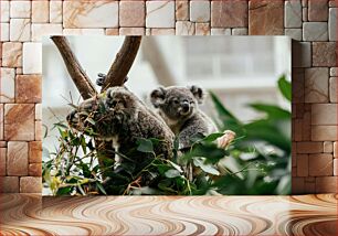 Πίνακας, Koalas in a Tree Κοάλα σε ένα δέντρο