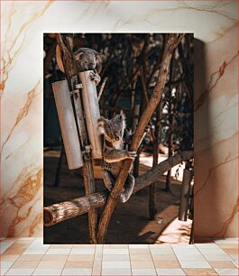 Πίνακας, Koalas in a Tree Κοάλα σε ένα δέντρο
