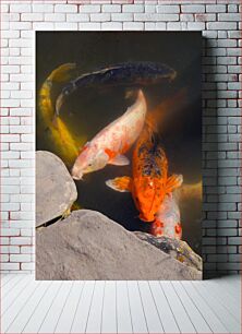 Πίνακας, Koi Fish in Pond Ψάρια Koi στη λίμνη