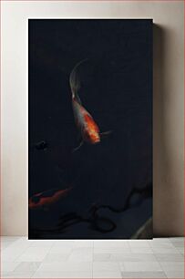 Πίνακας, Koi Fish in Water Koi Fish in Water