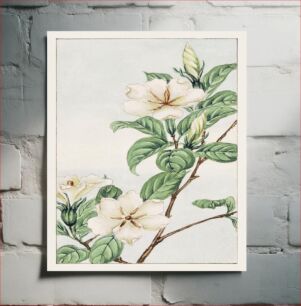 Πίνακας, Kuchi nashi (cape jasmine) during 1870–1880 by Megata Morikaga
