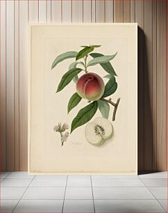 Πίνακας, La Galande (Peach) from Pomona Londinensis during 19th century by William Hooker