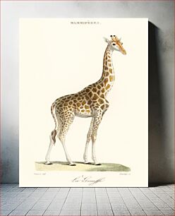 Πίνακας, La Giraffe (1837) by Florent Prevos (1794-1870), an illustration of an adorable giraffe