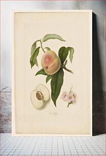 Πίνακας, La Noblesse (Peach) from Pomona Londinensis during 19th century by William Hooker