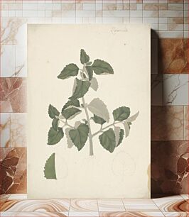 Πίνακας, Labiatae (indeterminate species): finished drawing of a leafy shoot, without flowers