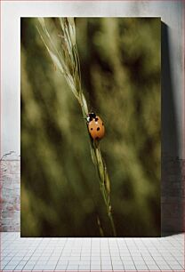 Πίνακας, Ladybug on a Blade of Grass Πασχαλίτσα σε λεπίδα χόρτου