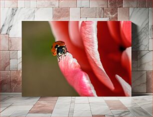 Πίνακας, Ladybug on a Pink Flower Πασχαλίτσα σε ένα ροζ λουλούδι