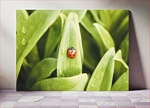 Πίνακας, Ladybug on Leaf Πασχαλίτσα σε φύλλο