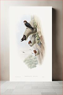 Πίνακας, Lagenoplastes Fluvicola; Indian Cliff-Swallow (1850–1883) by John Gould