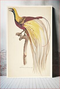 Πίνακας, Large bird of paradise by Johan Christian Ernst Walter