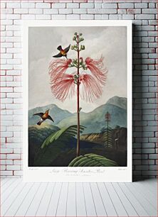 Πίνακας, Large–Flowering Sensitive Plant from The Temple of Flora (1807) by Robert John Thornton
