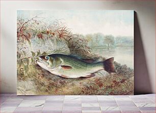 Πίνακας, Largemouth Bass chromolithograph (1879) by Samuel Kilbourne
