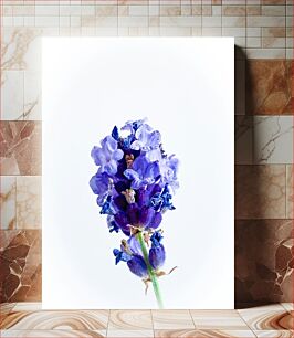 Πίνακας, Lavender Blossom Close-up Κοντινό πλάνο με άνθη λεβάντας