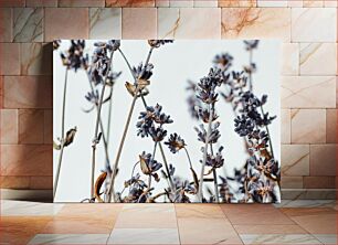 Πίνακας, Lavender Close-Up Λεβάντα από κοντά