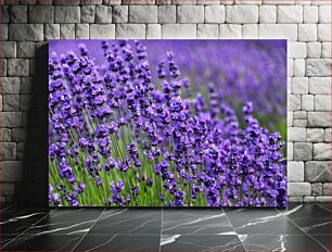 Πίνακας, Lavender Field in Bloom Λεβάντα Πεδίο σε Άνθιση