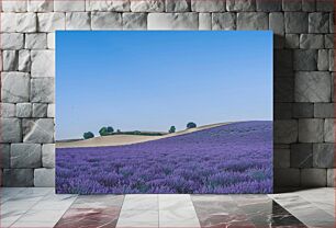 Πίνακας, Lavender Fields Under Clear Sky Πεδία λεβάντας κάτω από καθαρό ουρανό