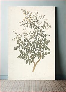 Πίνακας, Lawsonia inermis L. (Henna): finished drawing of a flowering leafy shoot