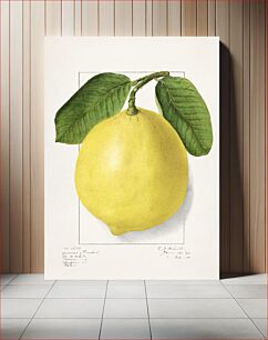 Πίνακας, Lemon (Citrus Limon)(1910) by Ellen Isham Schutt