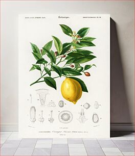 Πίνακας, Lemon (Citrus Limonium) illustrated by Charles Dessalines D' Orbigny (1806-1876)