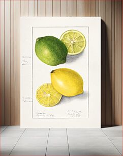 Πίνακας, Lemons (Citrus Limon) (1908) by Ellen Isham Schutt
