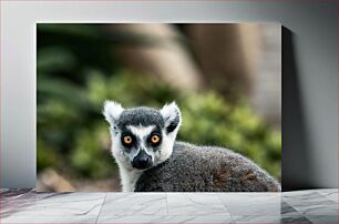 Πίνακας, Lemur with Bright Eyes Λεμούριος με φωτεινά μάτια