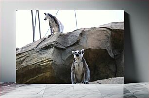 Πίνακας, Lemurs on Rocks Λεμούριοι στους βράχους