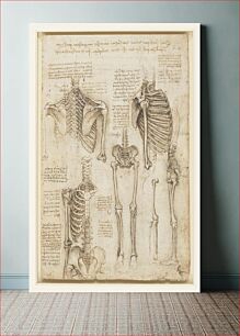Πίνακας, Leonardo da Vinci's Recto The skeleton