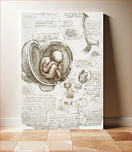 Πίνακας, Leonardo da Vinci's Studies of the Foetus in the Womb (circa 1510 -1513)