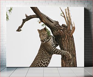 Πίνακας, Leopard in a Tree Λεοπάρδαλη σε ένα δέντρο