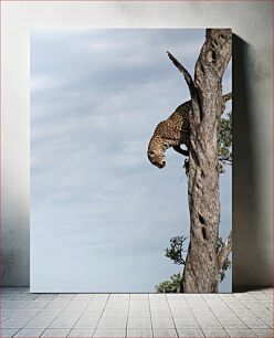 Πίνακας, Leopard in a Tree Λεοπάρδαλη σε ένα δέντρο