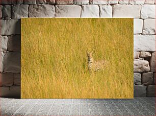 Πίνακας, Leopard in Tall Grass Λεοπάρδαλη στο ψηλό γρασίδι