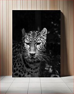 Πίνακας, Leopard in the Shadows Λεοπάρδαλη στις σκιές