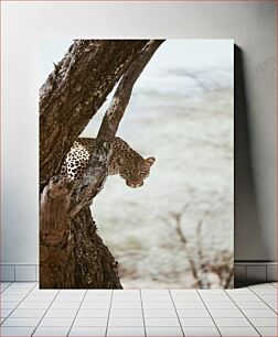 Πίνακας, Leopard in the Wild Λεοπάρδαλη στην άγρια ​​φύση