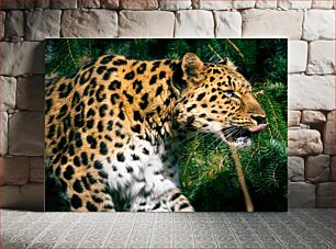 Πίνακας, Leopard in the Wild Λεοπάρδαλη στην άγρια ​​φύση