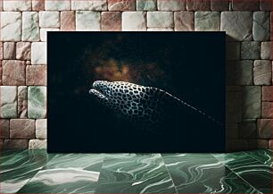 Πίνακας, Leopard Moray Eel in the Deep Leopard Moray Eel in the Deep