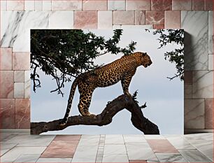 Πίνακας, Leopard on a Tree Λεοπάρδαλη σε ένα δέντρο