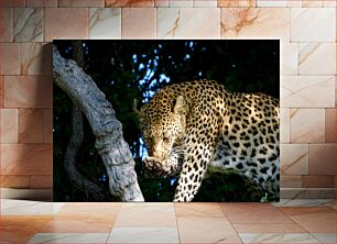 Πίνακας, Leopard on a Tree Λεοπάρδαλη σε ένα δέντρο