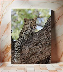 Πίνακας, Leopard Resting in Tree Λεοπάρδαλη αναπαύεται στο δέντρο
