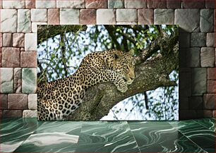 Πίνακας, Leopard Resting on a Tree Λεοπάρδαλη που στηρίζεται σε ένα δέντρο