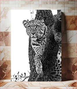Πίνακας, Leopard Resting on a Tree Λεοπάρδαλη που στηρίζεται σε ένα δέντρο