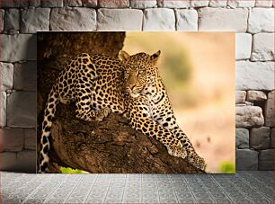 Πίνακας, Leopard Resting on a Tree Λεοπάρδαλη που στηρίζεται σε ένα δέντρο