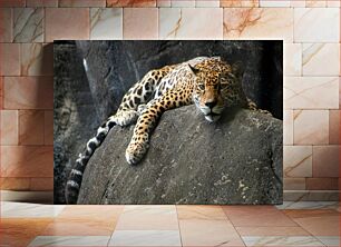 Πίνακας, Leopard Resting on Rock Λεοπάρδαλη που στηρίζεται στο βράχο