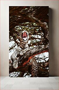 Πίνακας, Leopard Yawning in Tree Λεοπάρδαλη Χασμουρητό στο Δέντρο