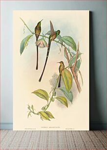 Πίνακας, Lesbia Amaryllis by John Gould (1804–1881) and Henry Constantine Richter (1821-1902)