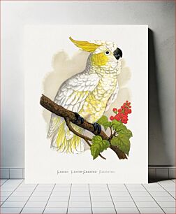Πίνακας, Lesser Lemon-Crested Cockatoo (Cacatua sulphurea) colored wood-engraved plate by Alexander Francis Lydon