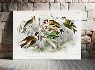 Πίνακας, Lesser Redpole, Goldfinch Male & Female, Siskin, Reed Bunting, and Golden Crested Wren. A History of the Earth and Animated Nature (1820) by Oliver Goldsmith (1730-1774)