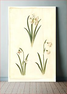 Πίνακας, Leucojum aestivum (summer plum);Galanthus nivalis (common snowdrop);Leucojum vernum (Dorotea lily) by Maria Sibylla Merian
