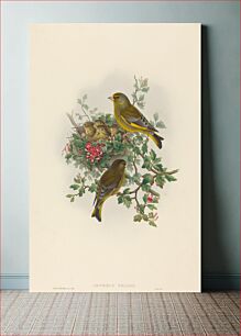 Πίνακας, Ligurinus chloris (Greenfinch) by John Gould (1804–1881) and Henry Constantine Richter (1821-1902)