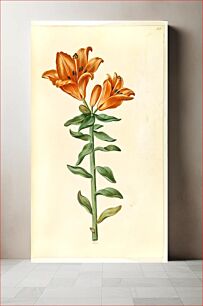 Πίνακας, Lilium bulbiferum (fire lily) by Maria Sibylla Merian